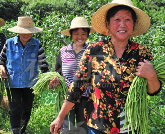 九月份可以種什么蔬菜？九月份適合種植什么蔬菜？