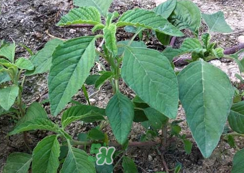 野莧菜孕婦能吃嗎？莧菜和野莧菜的區(qū)別