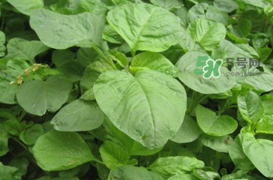 野莧菜怎么做好吃？野莧菜怎么保存