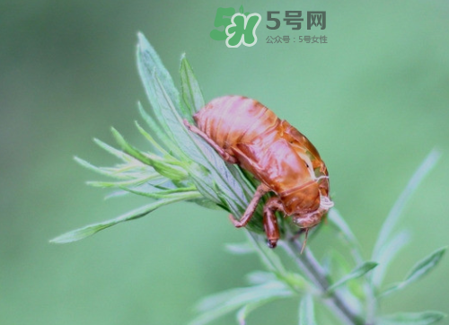 知了殼能治過(guò)敏性鼻炎嗎？知了殼可以治過(guò)敏性鼻炎嗎？