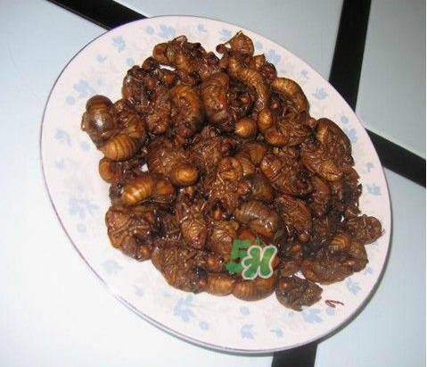 吃金蟬過(guò)敏怎么辦？吃金蟬為什么會(huì)過(guò)敏？