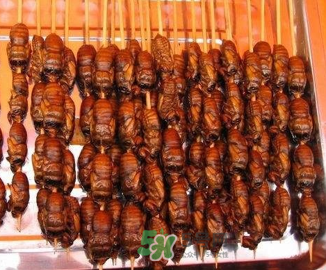 吃金蟬過(guò)敏怎么辦？吃金蟬為什么會(huì)過(guò)敏？