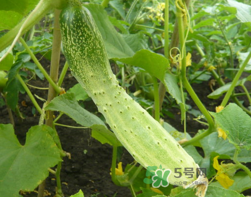 立秋可以種什么菜？立秋后可以種什么菜？