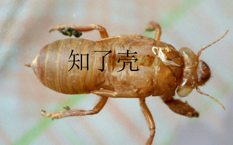 蟬殼多少錢(qián)一斤？蟬殼多少錢(qián)一斤2017？