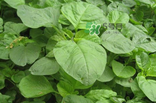 野莧菜什么人不能吃？野莧菜不能和什么一起吃
