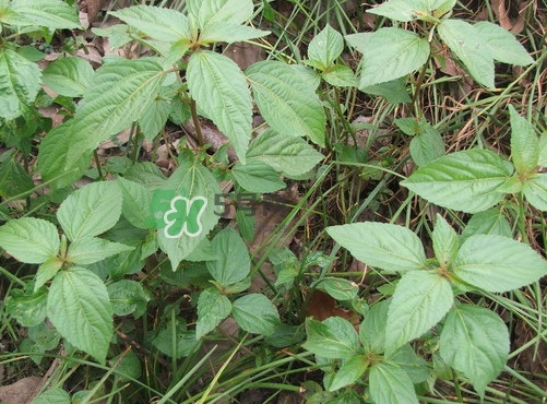 野莧菜孕婦能吃嗎？莧菜和野莧菜的區(qū)別
