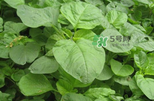 野莧菜孕婦能吃嗎？莧菜和野莧菜的區(qū)別