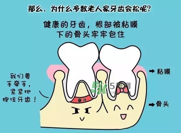 牙齒松動(dòng)會(huì)自己好嗎？牙齒松動(dòng)會(huì)自己掉嗎