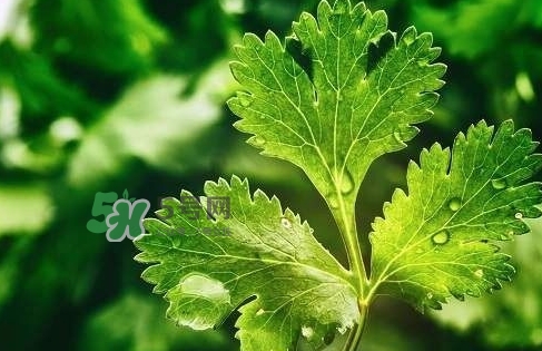 glico香菜百力滋好吃嗎？香菜百力滋多少錢