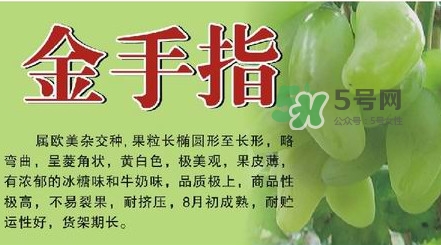 金手指葡萄有籽嗎？金手指葡萄有核嗎