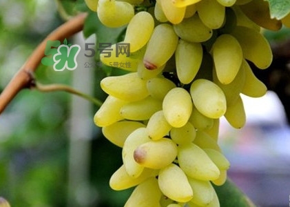 金手指葡萄是不是轉(zhuǎn)基因品種？美人指與金手指葡萄的區(qū)別
