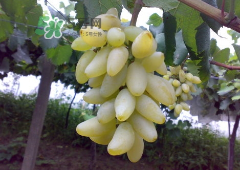 金手指葡萄是不是轉(zhuǎn)基因品種？美人指與金手指葡萄的區(qū)別