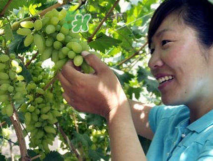 金手指葡萄到底有什么缺點(diǎn)？金手指葡萄什么時(shí)候成熟