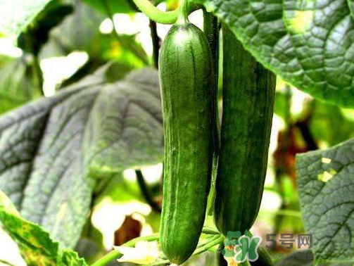 8月份能種黃瓜嗎？八月份能種黃瓜嗎？