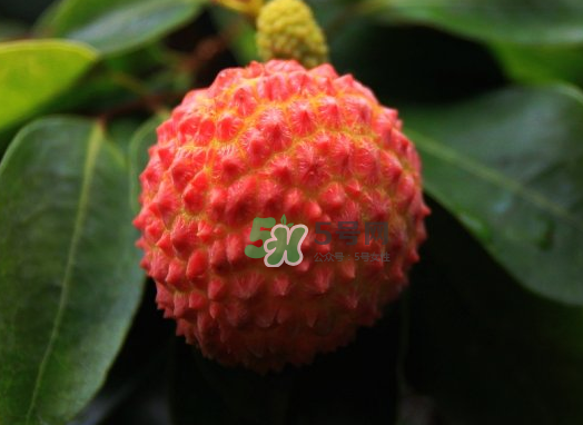 九月份還有荔枝嗎？荔枝幾月份沒有？