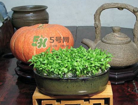 芭樂籽吃了會便秘嗎？芭樂的籽能種嗎
