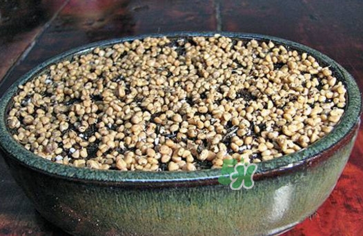 芭樂籽吃了會便秘嗎？芭樂的籽能種嗎