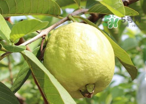 芭樂皮能吃嗎？芭樂皮可以吃嗎
