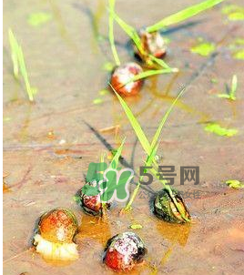 怎么殺死福壽螺寄生蟲(chóng)？福壽螺寄生蟲(chóng)怎么去除？