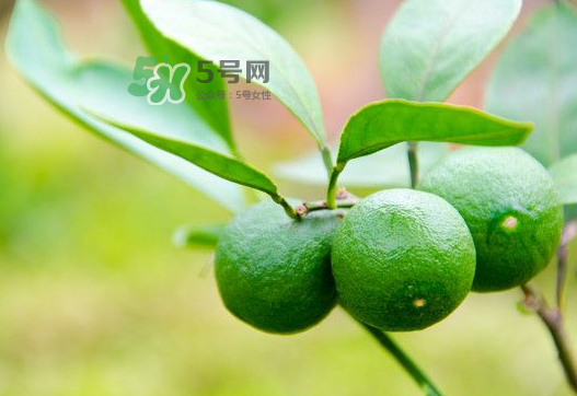 八月份可以吃橘子嗎？八月份的橘子能吃嗎？