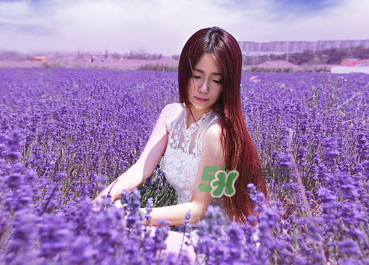 八月份還有薰衣草嗎？8月份還有薰衣草嗎？