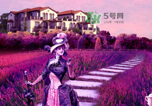 八月份還有薰衣草嗎？8月份還有薰衣草嗎？