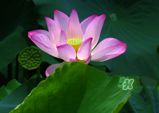 八月份還有荷花嗎？8月份還有荷花嗎？