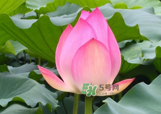 八月份還有荷花嗎？8月份還有荷花嗎？