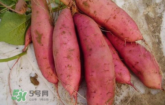 紅薯什么時(shí)候成熟？紅薯什么時(shí)候吃最好