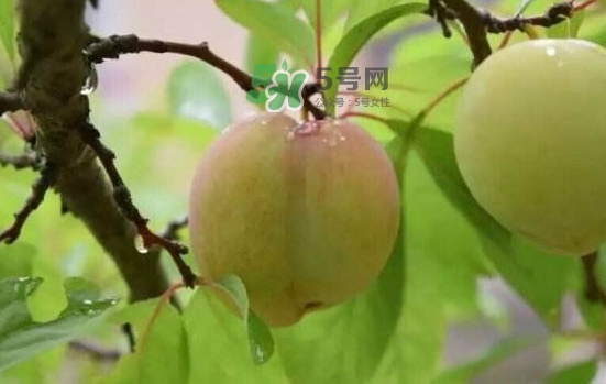奈李是什么水果？奈李為什么會空心