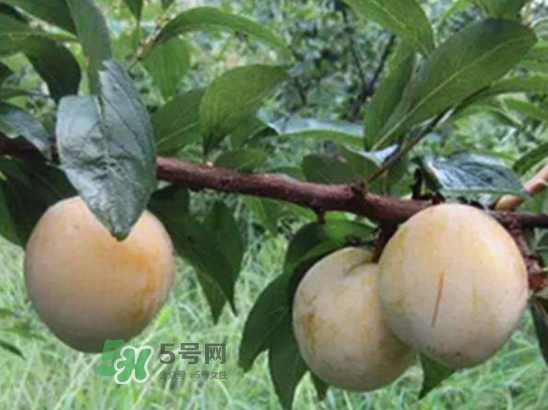 奈李不能和什么一起吃？奈李的禁忌