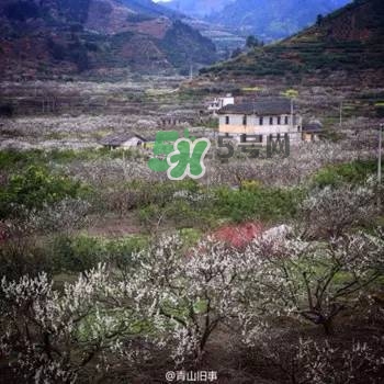 奈李是什么水果？奈李為什么會空心
