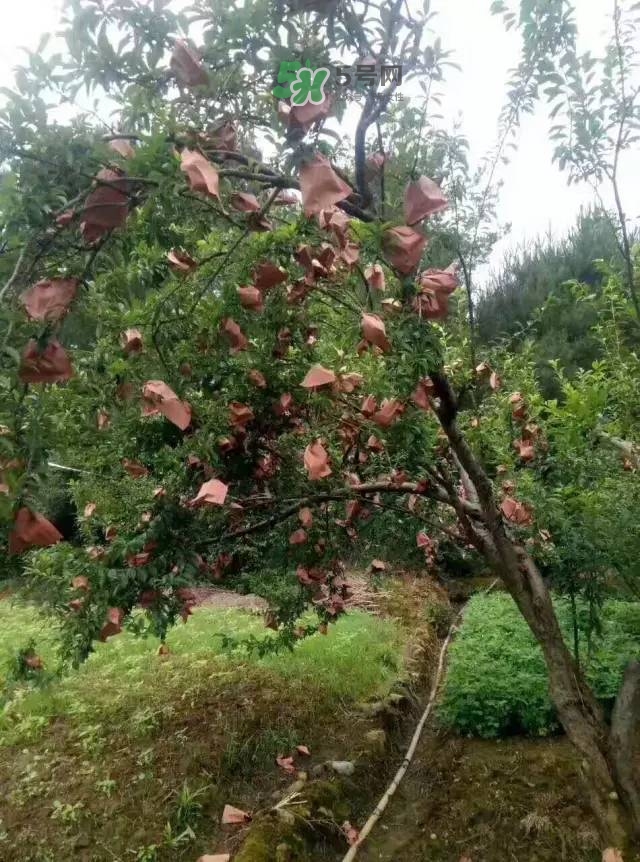 奈李是什么水果？奈李為什么會空心