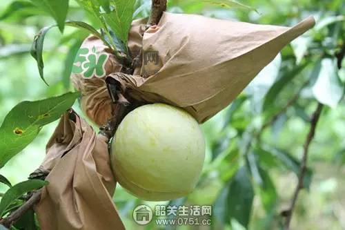 奈李是什么水果？奈李為什么會空心