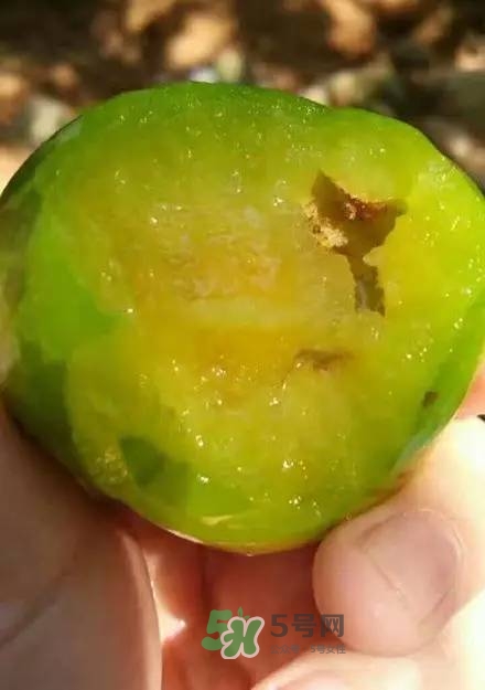 奈李是什么水果？奈李為什么會空心