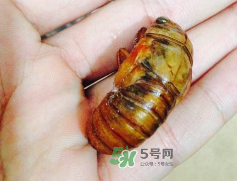 知了猴可以煮著吃嗎？知了猴怎么煮？