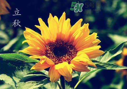 立秋為什么在處暑前？為什么立秋早過(guò)處暑？