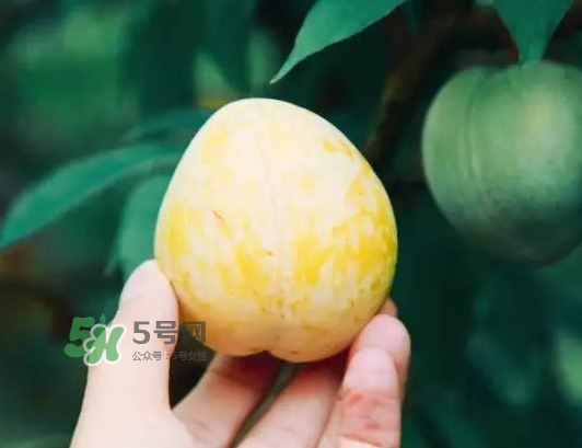 奈李怎么挑？奈李怎么挑選