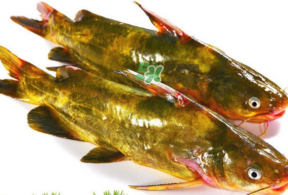 黃刺魚死了能吃嗎？黃刺魚不能與什么同食