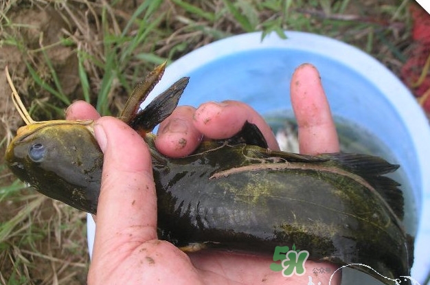 黃刺魚什么天氣好釣？黃刺魚釣魚最佳時間