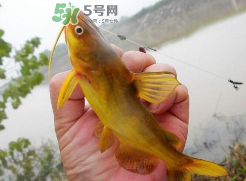 黃刺魚多少錢一斤？野生黃刺魚多少錢一斤