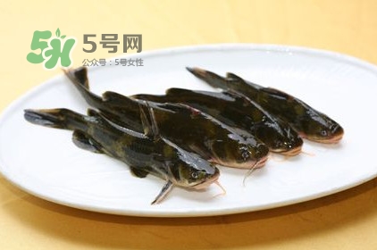 黃刺魚多少錢一斤？野生黃刺魚多少錢一斤