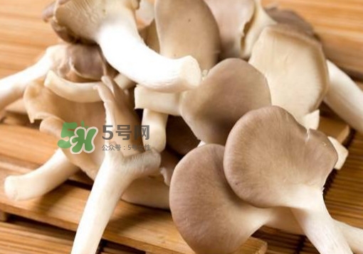 秀珍菇一畝地能種植多少包？秀珍菇如何出菇管理