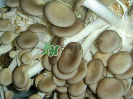 哪些人不能吃秀珍菇？秀珍菇不能和什么同吃？