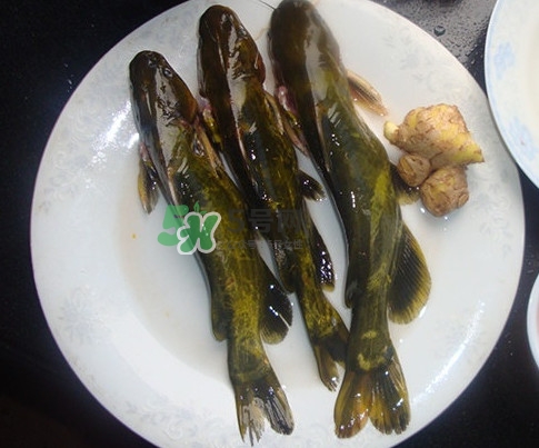 黃刺魚是發(fā)物嗎？黃刺魚是黃辣丁嗎