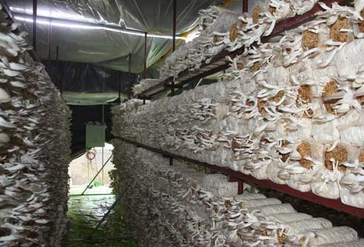 秀珍菇什么品種好？一萬(wàn)袋秀珍菇要多少成本