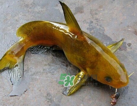 黃刺魚幾月份最好釣？黃刺魚怎么釣