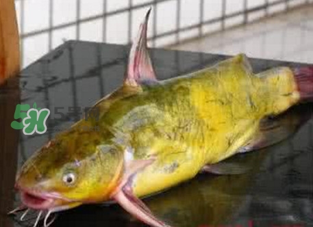 黃刺魚什么天氣好釣？黃刺魚釣魚最佳時間