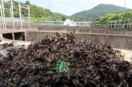 海瓜子多少錢一斤？西湖撈起的海瓜子能吃嗎