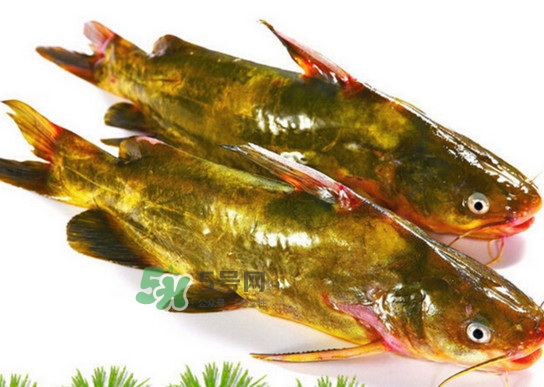 黃蜂魚怎么煮好吃？黃蜂魚燉湯孕婦可以喝嗎